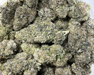 CELESTIAL GELATO LSO (LIMITED SALE) - Image 3